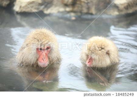 Monkey of Jigokudani Onsen 18485249
