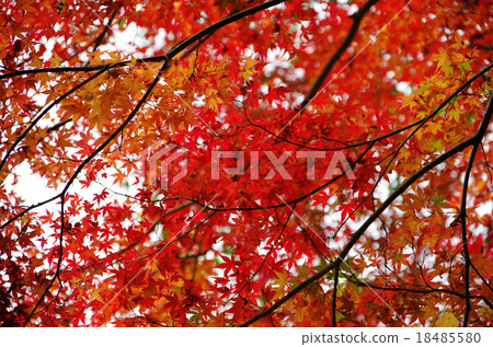 紅葉紅 紅葉紅 18485580