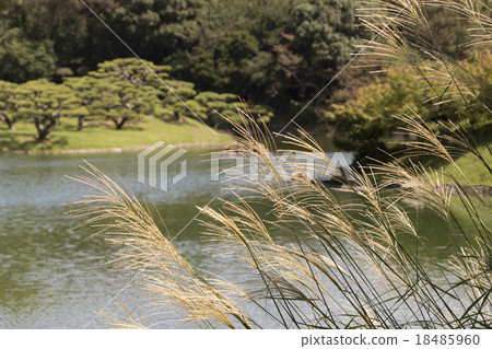 Ryorin Park的Susuki 18485960