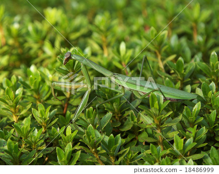 金剛狼全身向右 18486999