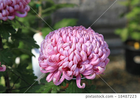 Great chrysanthemum Great chrysanthemum 18487223