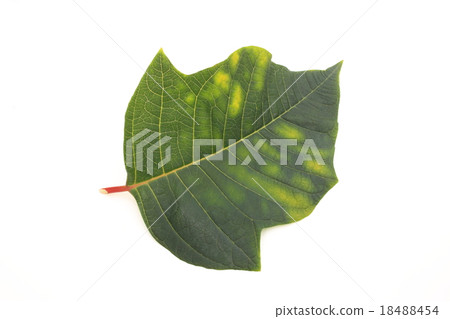 一品紅葉 18488454