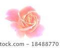 玫瑰 18488770