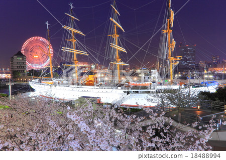 Japan Maruya Cherry trees 18488994