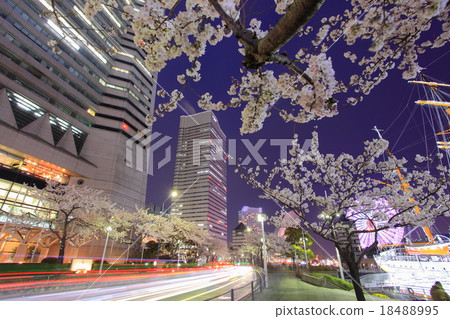 Minato Mirai夜櫻桃樹 18488995