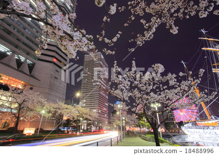 Minato Mirai夜櫻桃樹 18488996