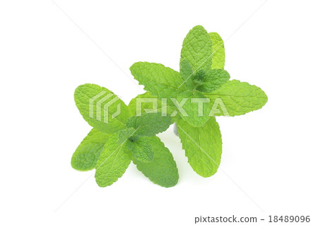 薄荷 18489096