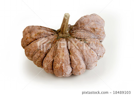 dissect the pumpkin in longtime dissect the pumpkin in longtime 18489103