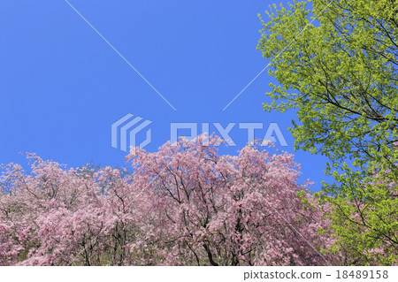 櫻花和新鮮的綠色（Hida Ninonomiya） 18489158