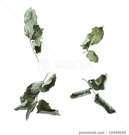 green dry leaf rose flower on white background 18489689
