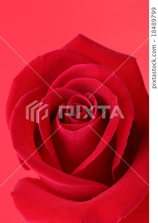 red rose flower with beautiful petals shape heart red rose flower with beautiful petals shape heart 18489799