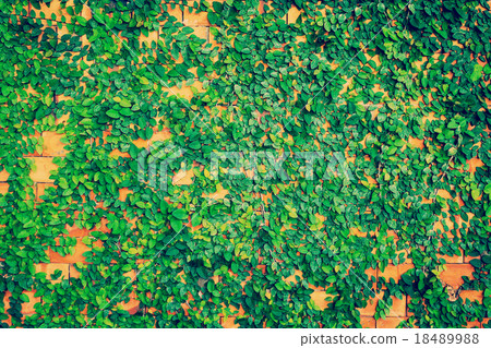 green leaf and wall background and texture 18489988