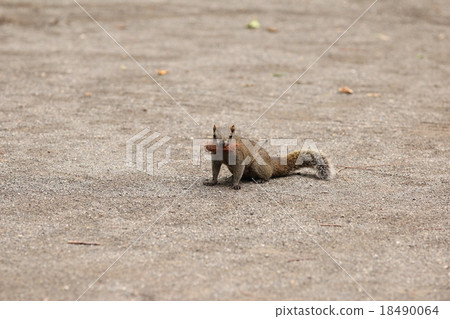 台灣人攜帶巢材料 18490064