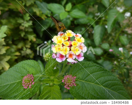 Lantana and moth Lantana and moth 18490486