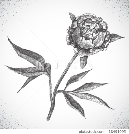Flower. Black and white Dotwork Flower. Black and white Dotwork 18491095