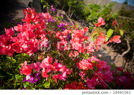 asian flower on Bali island, Indonesia 18491561