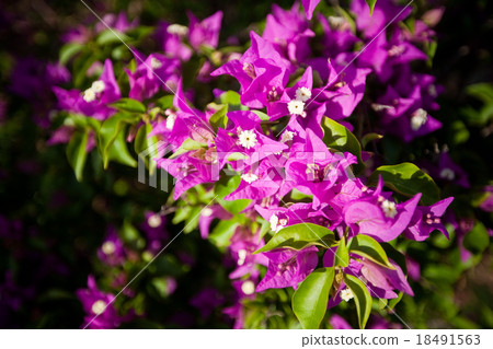 asian flower on Bali island, Indonesia 18491563