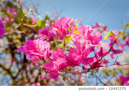 asian flower on Bali island, Indonesia asian flower on Bali island, Indonesia 18491570