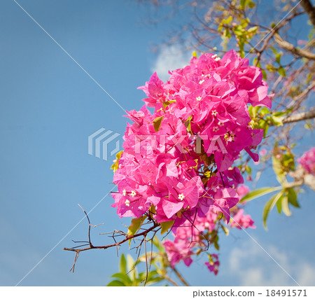 asian flower on Bali island, Indonesia asian flower on Bali island, Indonesia 18491571