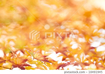 Fall image Fall image 18491945