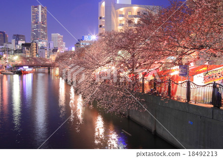 Yokohama Ooka River night cherry tree 18492213