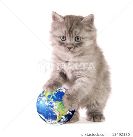 kitten with ball kitten with ball 18492380
