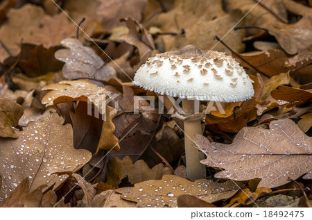 Macrolepiota mastoidea - edible mushroom 18492475