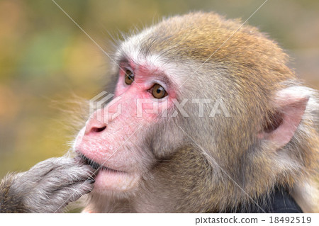 A monkey that touches her finger 18492519