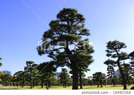 Black pine on the Imperial Garden Black pine on the Imperial Garden 18492568