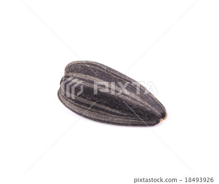 sunflower seed 18493926