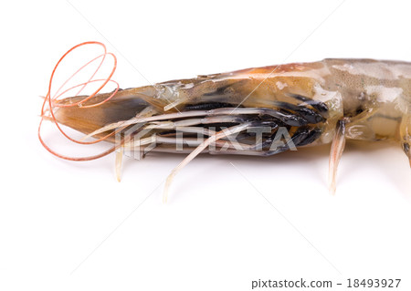 Close up of fresh shrimp Close up of fresh shrimp 18493927