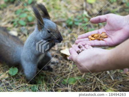Squirrel in a city park eating peanuts from the 18494263