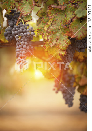 Lush, Ripe Wine Grapes on the Vine Lush, Ripe Wine Grapes on the Vine 18495161
