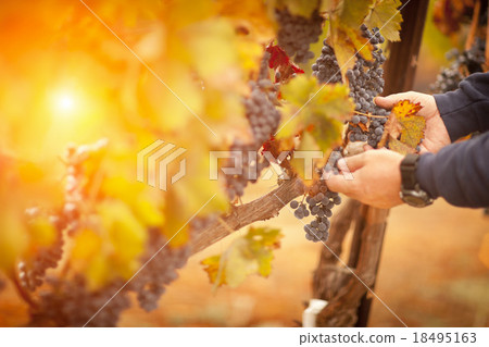Farmer Inspecting His Ripe Wine Grapes Farmer Inspecting His Ripe Wine Grapes 18495163