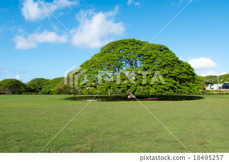 Hawaii Resort Garden 18495257