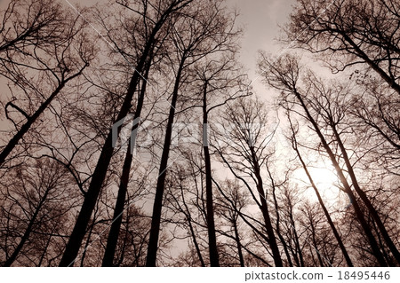 Bare trees forest Bare trees forest 18495446