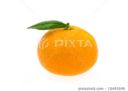 Mandarin oranges with leaves Mandarin oranges with leaves 18495846