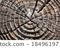 Annual ring 18496197