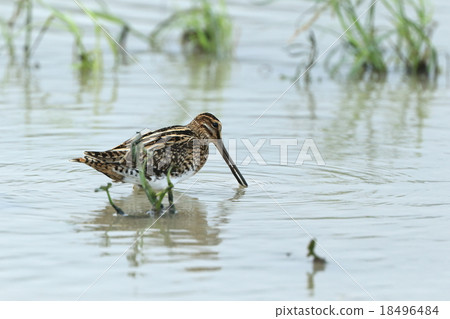 Living things Birds Tagoshi, the common name is "common snipe." It seems that it is the origin of sniper (sniper) 18496484
