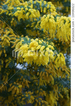 銀葉金合歡aka含羞草 18496822