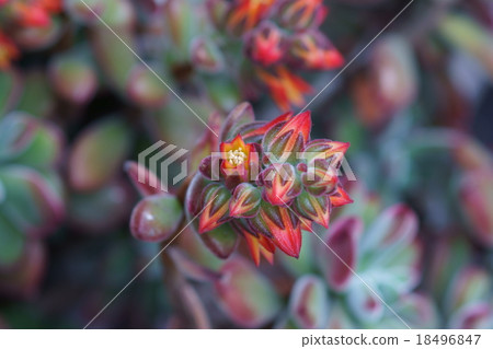 Ekebelia When the spring comes, the leaves grow green and the flowers bloom. 18496847