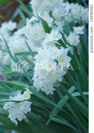 Tazetta Narcissus Sily White 18496982