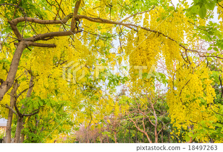 Golden Shower flower in Chiang mai Thailand 18497263