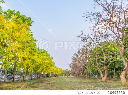 Golden Shower flower in Chiang mai Thailand 18497330