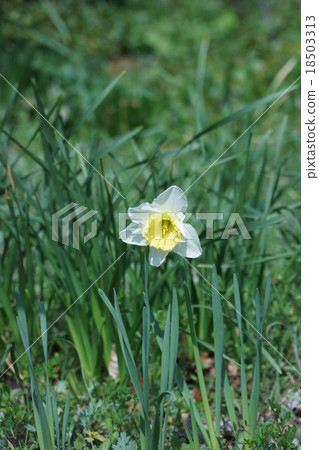 Taiko Narcissus Ice Forris 18503313
