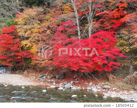 Autumn leaves of Shiobara Valley Autumn leaves of Shiobara Valley 18503412