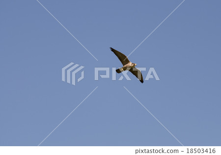 Falcon falcon 18503416