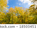Beech virgin forest Autumn leaves Okutane water forest beech virgin forest Okutone 18503451