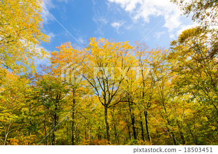 Beech virgin forest Autumn leaves Okutane water forest beech virgin forest Okutone 18503451