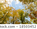 Beech virgin forest Autumn leaves Okutane water forest beech virgin forest Okutone 18503452